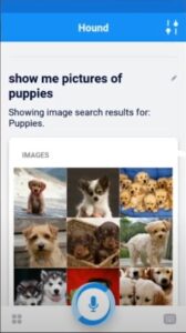 Showing picture of puppies